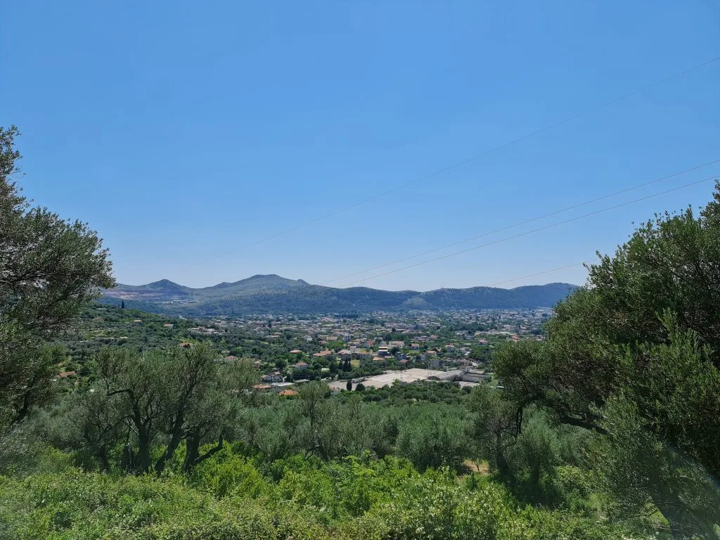 Pogled na maslinjak