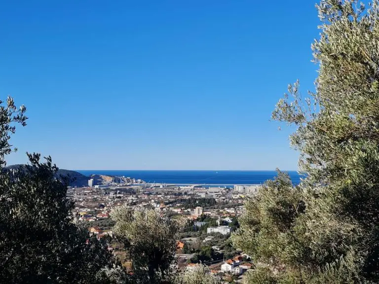 Pogled maslinjaka