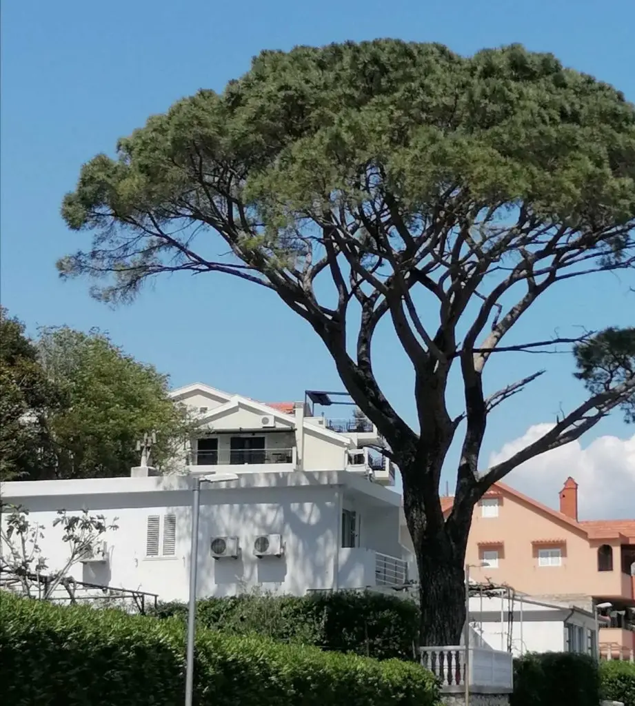 Large pine tree in front of white houses and blue sky