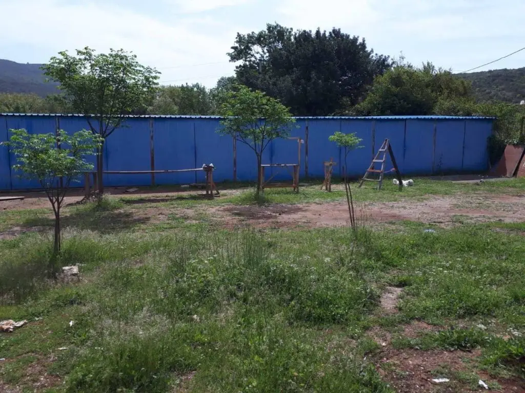 Grassy yard with blue fence, young trees, and ladder