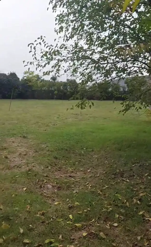 Grassy vacant lot with tree branches overhead