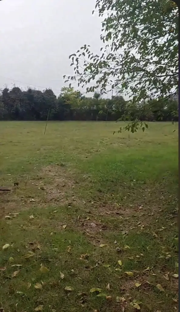 Grassy vacant field with trees under an overcast sky