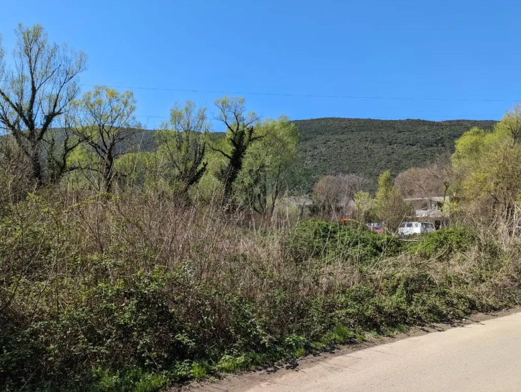 Overgrown roadside with trees, hills, and blue sky