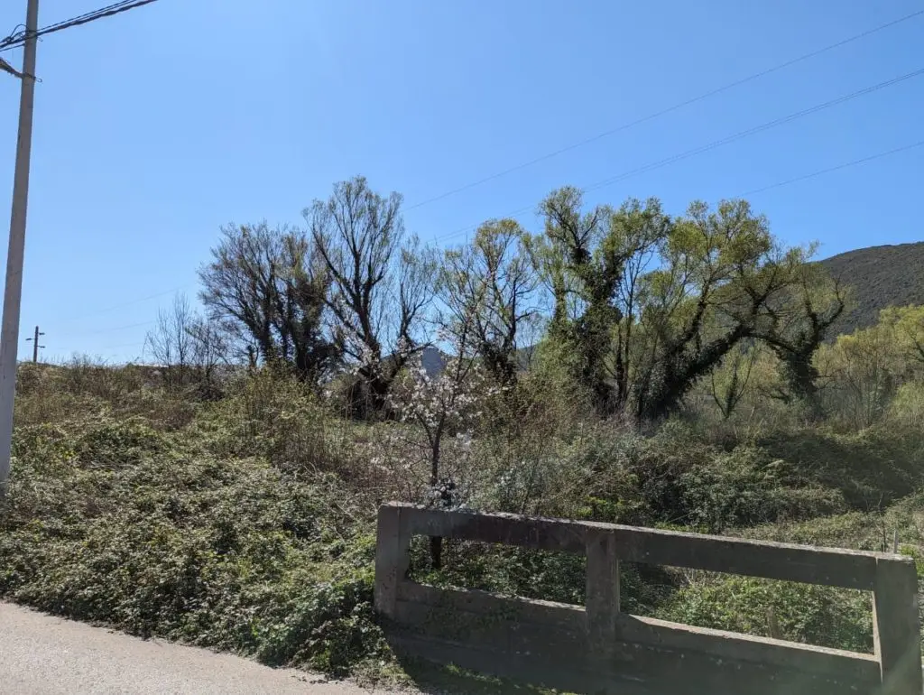 Rural roadside with trees, shrubs, and concrete barrier