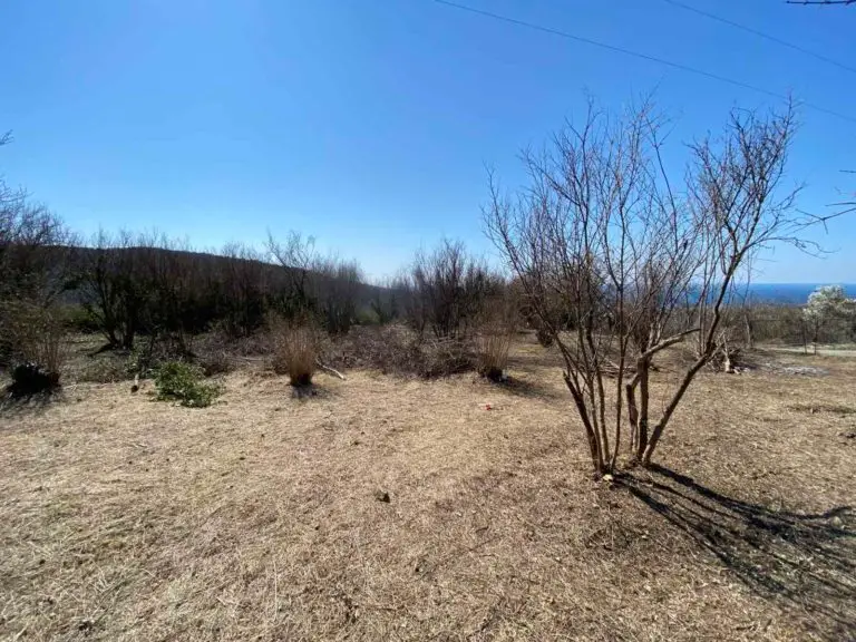 Grassy field with leafless trees and distant sea under blue sky