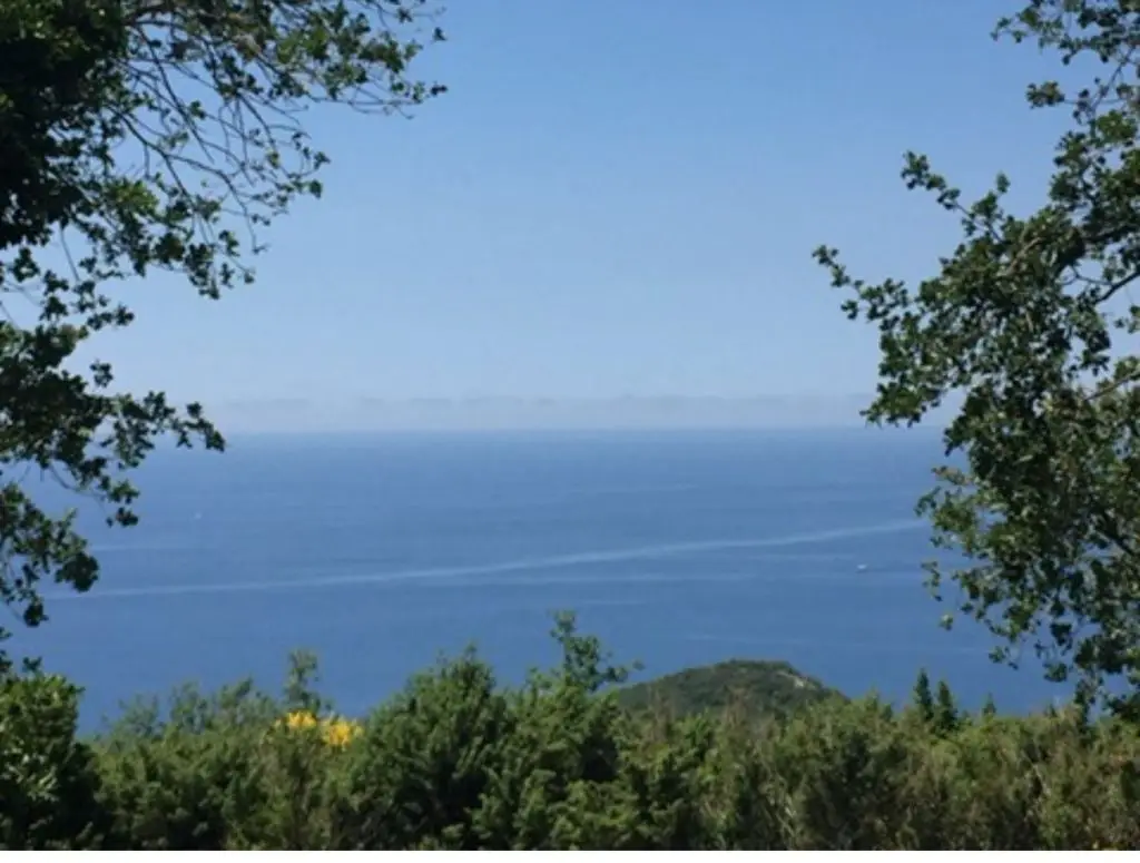 Sea view framed by trees and shrubs