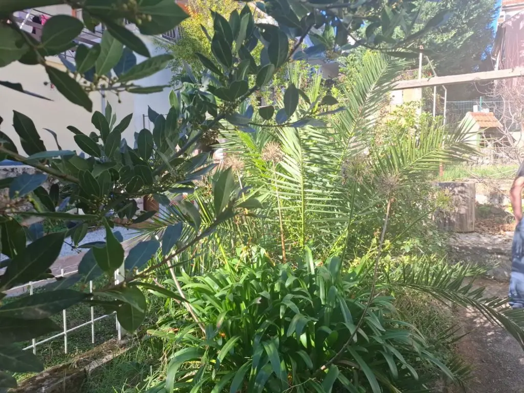 Sunlit garden with palm fronds and leafy shrubs