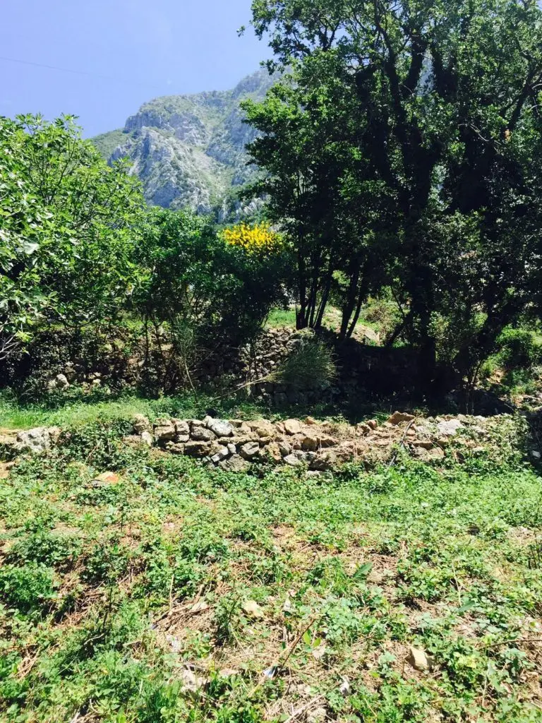 Overgrown plot with stone wall, trees, and mountain backdrop