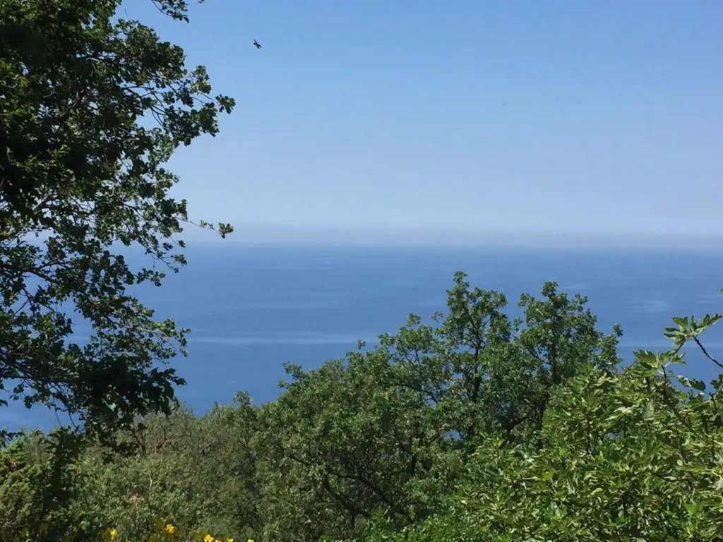 Blue sea horizon behind green trees and shrubs