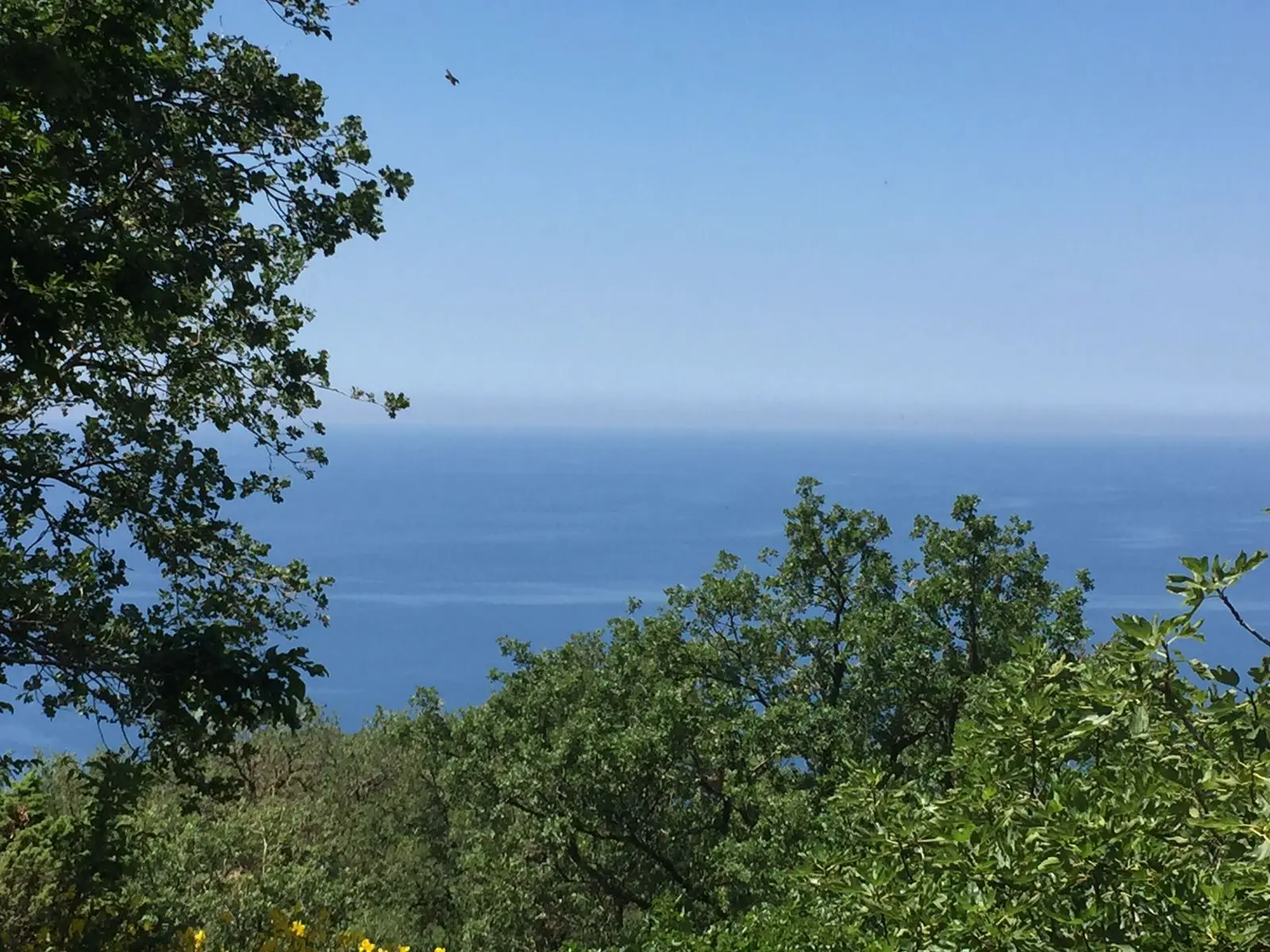 Green trees overlooking a calm blue sea horizon